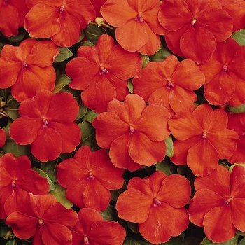 Impatiens walleriana 'Orange' 