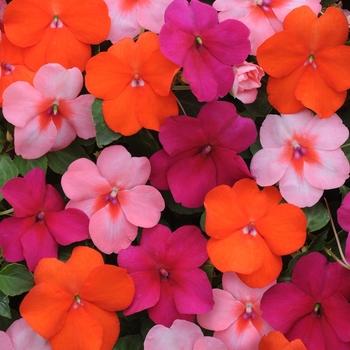 Impatiens walleriana Dazzler® 'Passionfruit Mix'