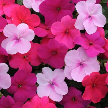 Impatiens walleriana 'Passion Mixture' 