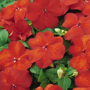 Impatiens walleriana Super Elfin® 'Orange'