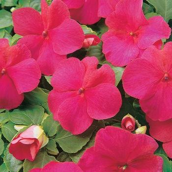 Impatiens walleriana 'Lipstick'