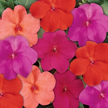 Impatiens walleriana 'Voodoo Too Mix' 