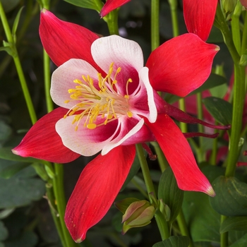 Aquilegia caerulea 'Red & White' 