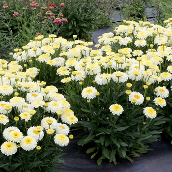 Leucanthemum x superbum 'Lemon Puff™' PPAF