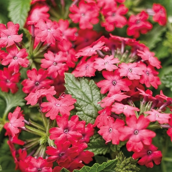 Verbena Superbena Royale® 'Iced Cherry'