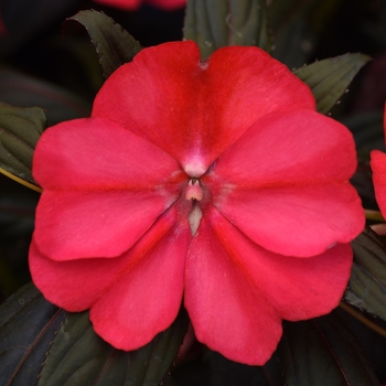 Impatiens hawkeri Clockwork™ 'Cherry Strike'