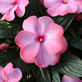 Impatiens hawkeri Clockwork™ 'Appleblossom'