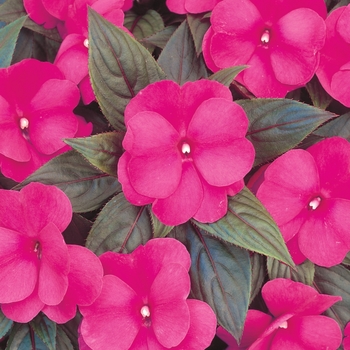 Impatiens hawkeri 'Dark Pink' 