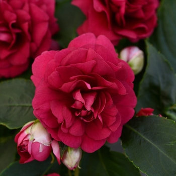 Impatiens walleriana 'Burgundy' 