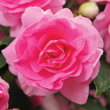 Impatiens walleriana 'Pink' 