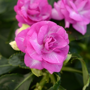 Impatiens walleriana 'Stardust Lavender' 