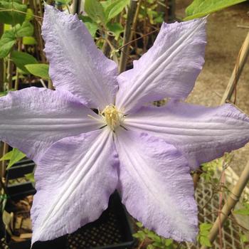 Clematis 'Silver Star' 