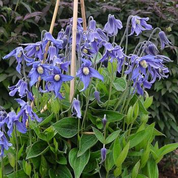 Clematis integrifolia 'Blue Ribbons' 