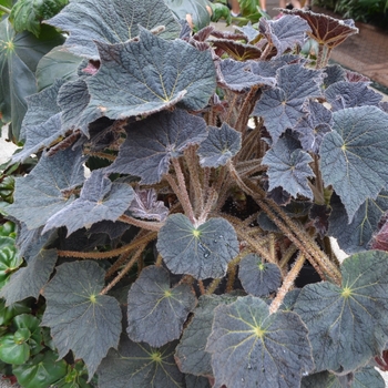 Begonia 'Frost's Dorothy Behrends' 