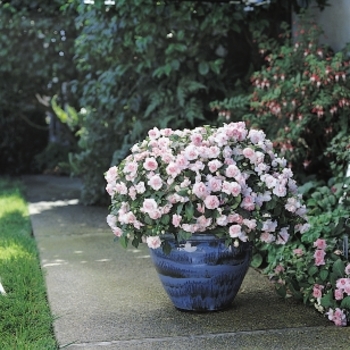 Impatiens walleriana 'Appleblossom' 