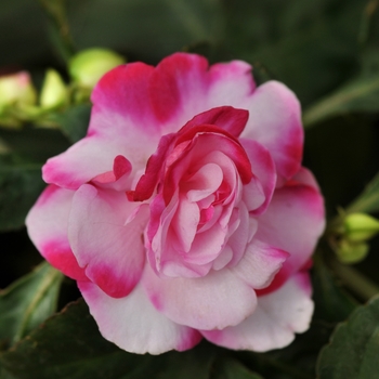 Impatiens walleriana Fiesta™ 'Sparkler Cherry'