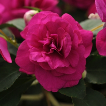 Impatiens walleriana Fiesta™ 'Purple'