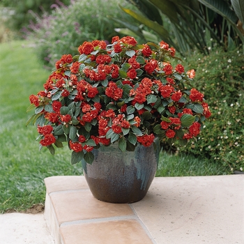 Impatiens walleriana 'Deep Orange' 