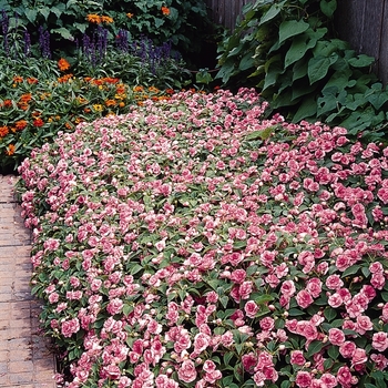 Impatiens walleriana Fiesta™ 'Pink Ruffle'