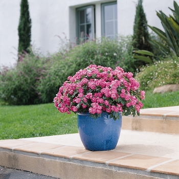 Impatiens walleriana Fiesta™ 'Stardust Pink'