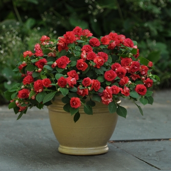 Impatiens walleriana 'Sunrise Red' 