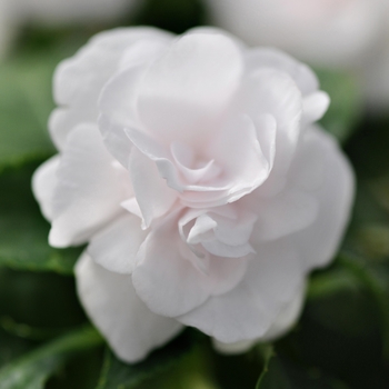 Impatiens walleriana 'White' 