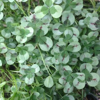 Trifolium repens 'Dragon's Blood' 