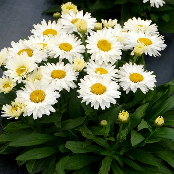 Leucanthemum x superbum 'Shortstop'