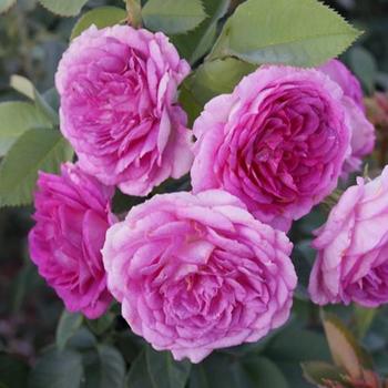 Rosa 'Lavender Crush' PPAF