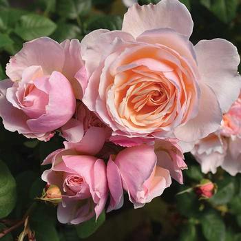 Rosa 'Moonlight in Paris' PPAF