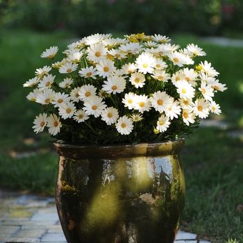 Osteospermum 'White' 