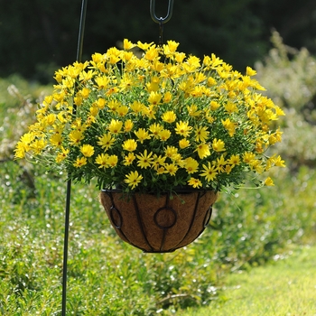 Osteospermum 'Yellow' 