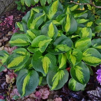 Hosta 'Pocketful of Sunshine' 