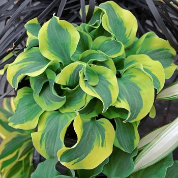 Hosta 'School Mouse' PP29559