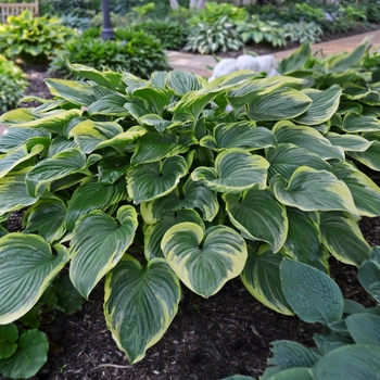 Hosta 'Victory' 