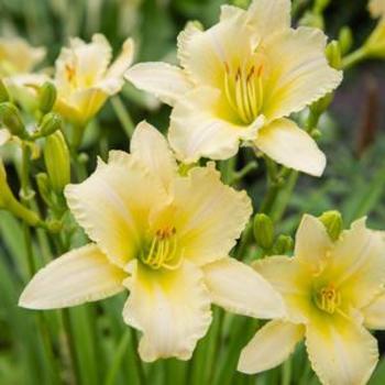 Hemerocallis 'Buttercream' 