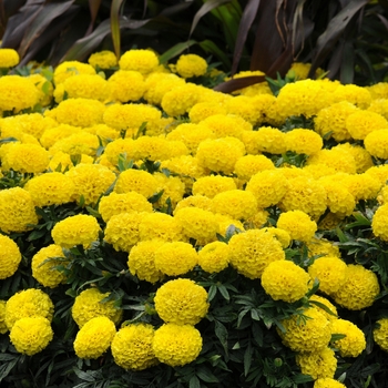 Tagetes erecta Taishan® 'Yellow'