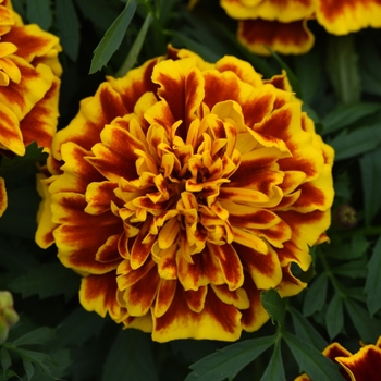 Tagetes patula Bonanza 'Bee'