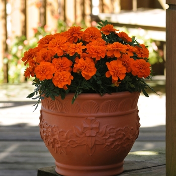 Tagetes patula Bonanza 'Deep Orange'