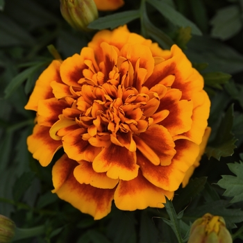 Tagetes patula Bonanza 'Flame'