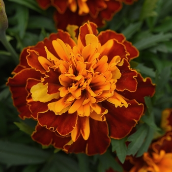 Tagetes patula Bonanza 'Harmony'