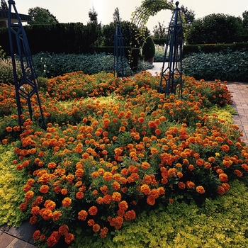 Tagetes patula Bonanza 'Orange'