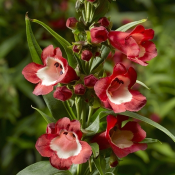 Penstemon hartwegii Partybells™ 'Red'