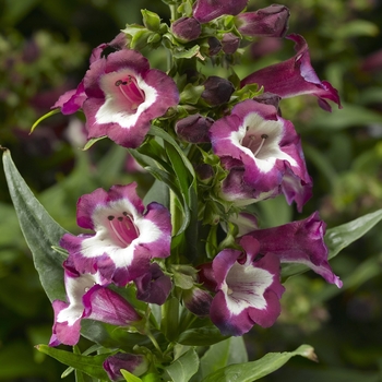 Penstemon hartwegii Partybells™ 'Violet'