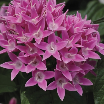 Pentas lanceolata 'Pink' 