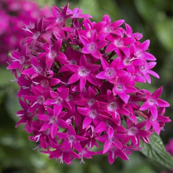 Pentas lanceolata 'Violet' 