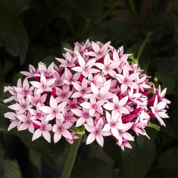 Pentas lanceolata 'Appleblossom' 