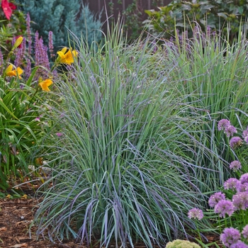 Schizachyrium scoparium 'Twilight Zone'