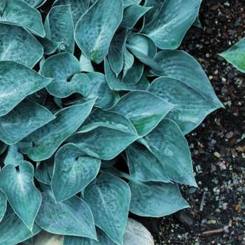 Hosta 'Blue Lollipop' 