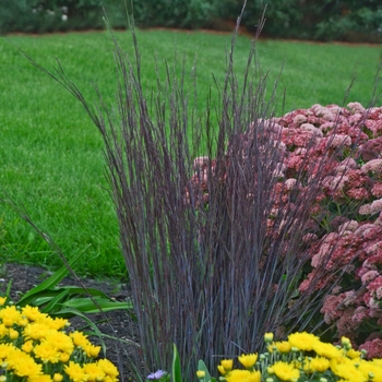 Schizachyrium scoparium 'Smoke Signal' 